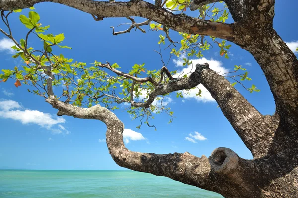 Copacul cu fundal albastru al oceanului — Fotografie, imagine de stoc