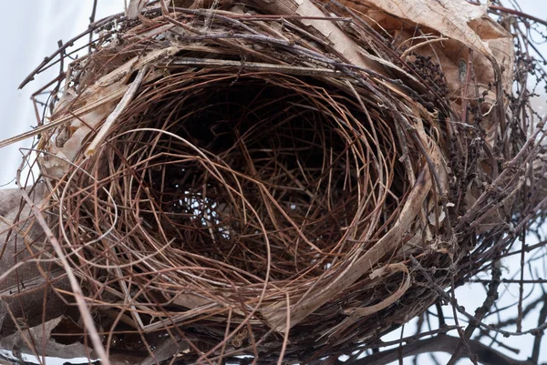 stock image Old nest