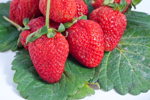 stock image Strawberry