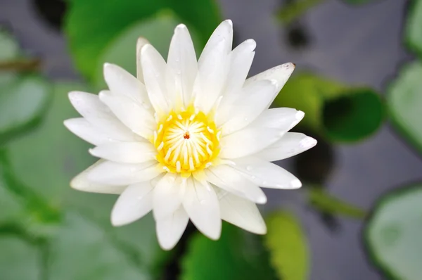White water lilly — Stockfoto