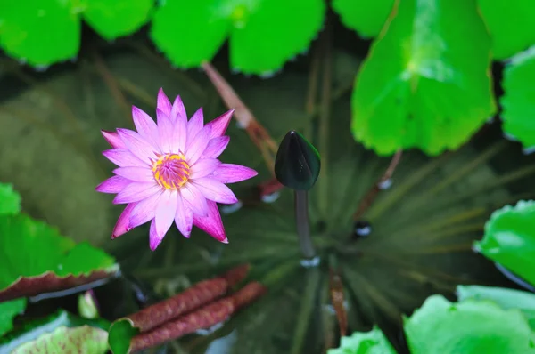 Paarse water lilly — Stockfoto