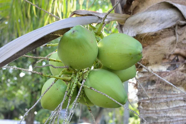 Молодой кокос — стоковое фото