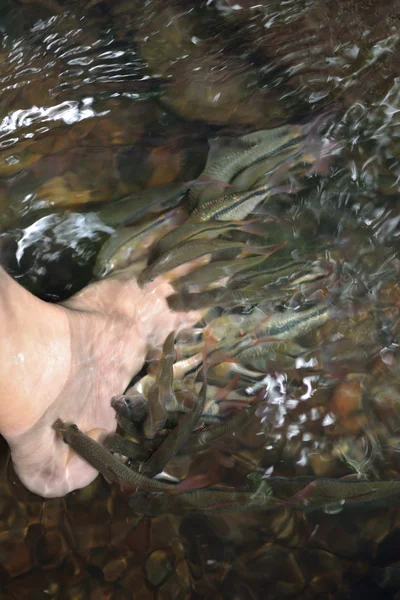 stock image Fish spa