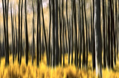 Abstract Forest clipart