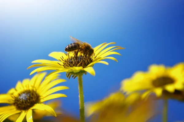 Blumen und Bienen — Stockfoto