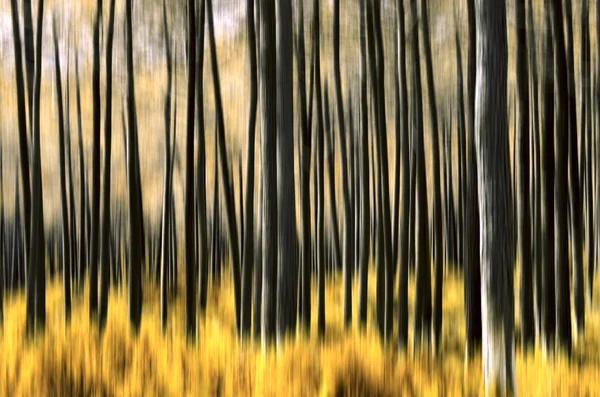 Floresta abstracta — Fotografia de Stock