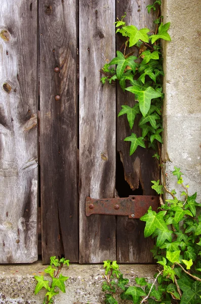 Старий двері і листя — стокове фото