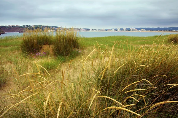Stranden vegetation — Stockfoto