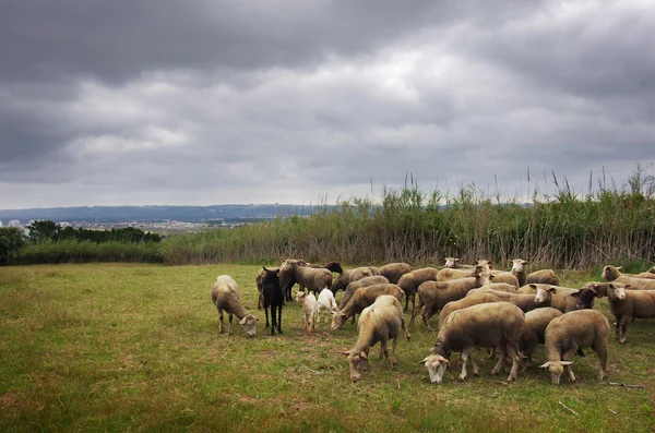 Πρόβατα βοσκή — Φωτογραφία Αρχείου