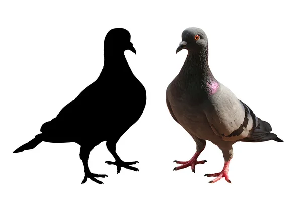 Pigeon isolated & silhouette with clipping path — Stock Photo, Image
