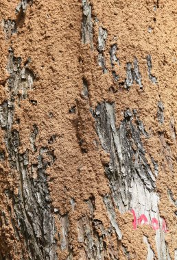 Closeup of termite colony on a bark of a tree clipart