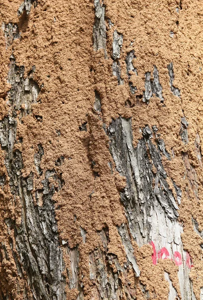Nahaufnahme einer Termitenkolonie auf der Rinde eines Baumes — Stockfoto