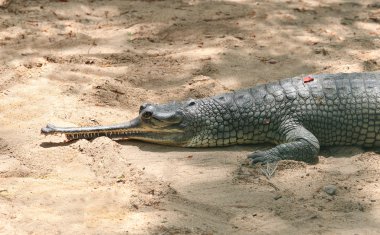 Resting Indian crocodile gharial closeup photo clipart