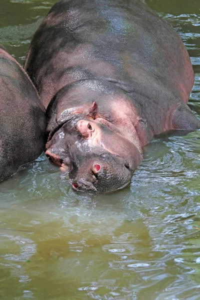 Hipopótamo con cuerpo enorme y boca grande relajante — Foto de Stock