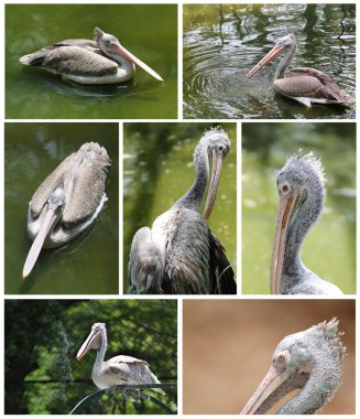 Collection of pelican images in various active roles clipart