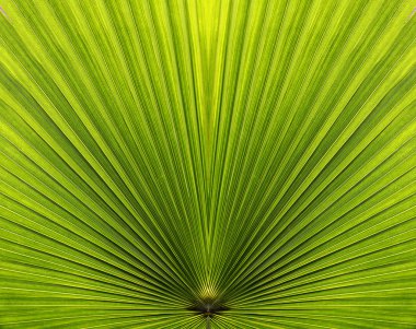 Palm leaf closeup with symmetry and lines clipart