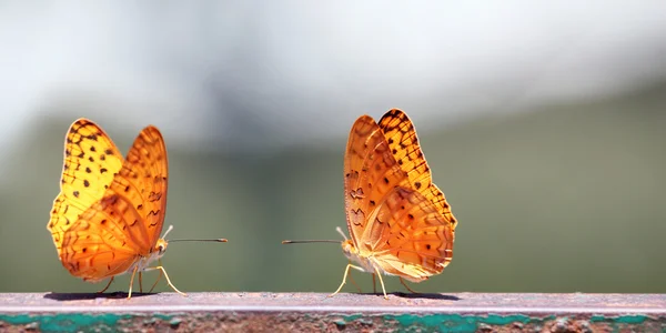 Paar van vlinders met gele gevlekte vleugels — Stockfoto
