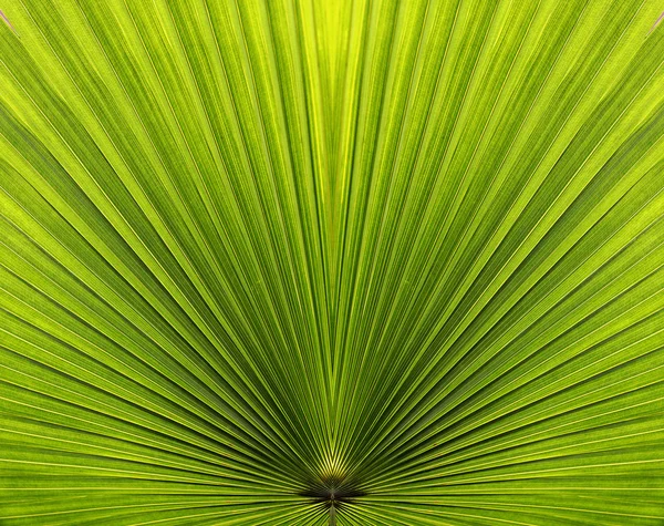 stock image Palm leaf closeup with symmetry and lines