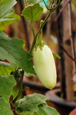 Patlıcan üzerinde tam olarak yetiştirilen ve taze yeşil brinjal