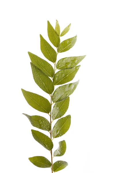 Zweig der indischen Curry-Blätter isoliert auf weiß — Stockfoto