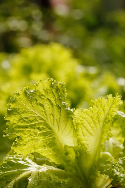 Friss, bio, egészséges & tápláló salátával — Stock Fotó