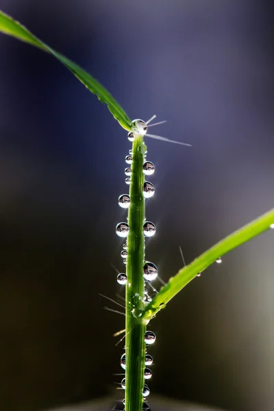 Gotas de agua (gotas de rocío) en la hierba en un día de primavera —  Fotos de Stock