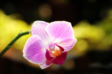 Güneş ışığında parlayan güzel phalaenopsis orkide