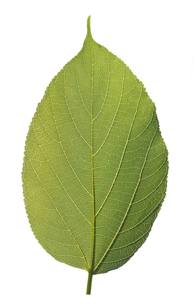 Vysoce detailní makro fotografie zdravých zelených listů — Stock fotografie