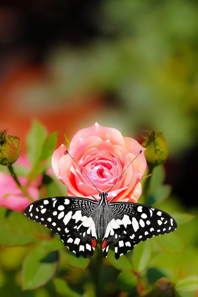 Beautiful spotted butterfly on a pink rose flower — Stockfoto