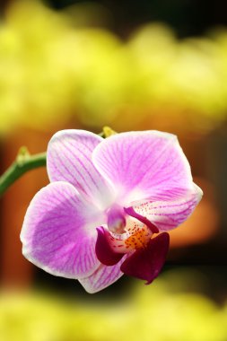 Exotic phalaenopsis orchid glowing in sunlight clipart