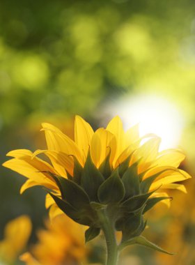 Pretty sunflower facing sun & shining in sunlight clipart