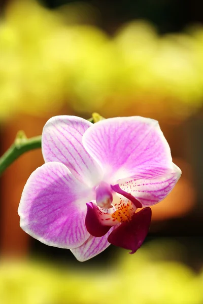 Orquídea phalaenopsis exótica que brilla en la luz del sol — Foto de Stock