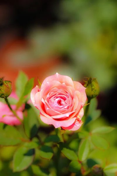 Piękna róża różowy w pełnym rozkwicie w ogrodzie — Zdjęcie stockowe