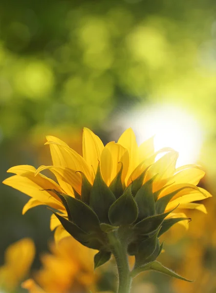 Pretty sunflower facing sun & shining in sunlight