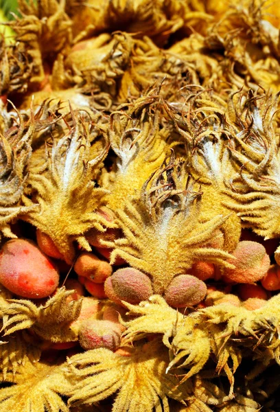 Nahaufnahme von Cycas reproduktiven weiblichen Zapfen & Samen — Stockfoto