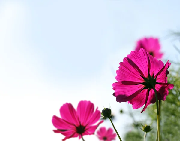 Pretty pink mexican aster or garden cosmos flowers — Stock Photo, Image