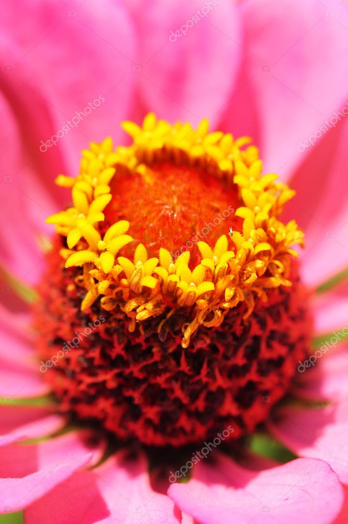 Macro De Tête Zinnia Avec étamine Jaune Pistil