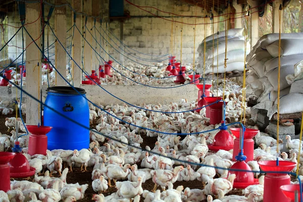 Granja avícola con muchas gallinas domesticadas (aves de corral) cultivadas para el —  Fotos de Stock