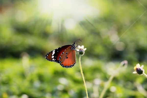 Monarch butterfly on a flower feeding on nectar using its probos — Stok fotoğraf