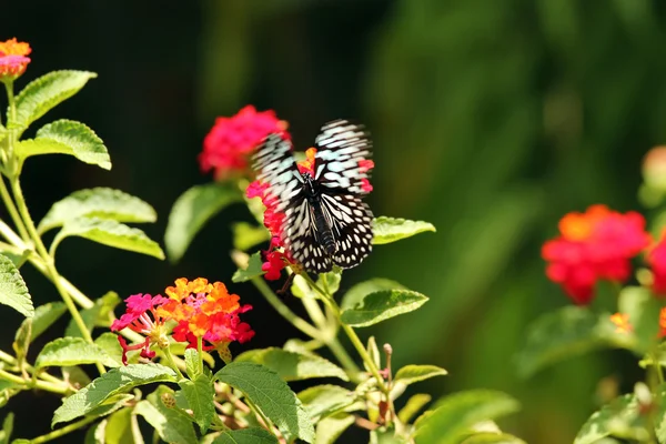 Красивая черно-белая пятнистая папильо-бабочка пролетела над — стоковое фото
