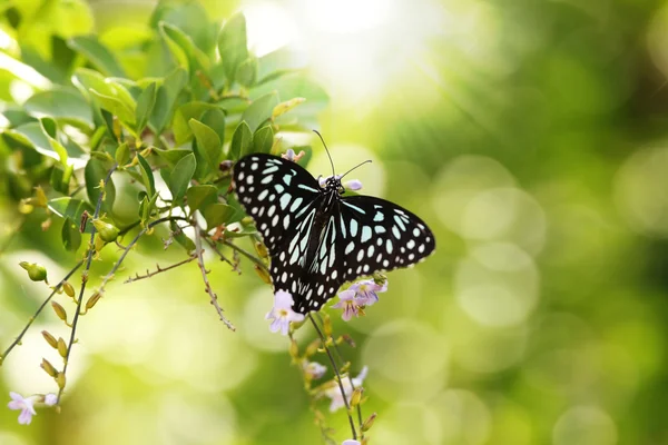 Прекрасные черно-белые пятнистые Папильо бабочка отдыхает над — стоковое фото