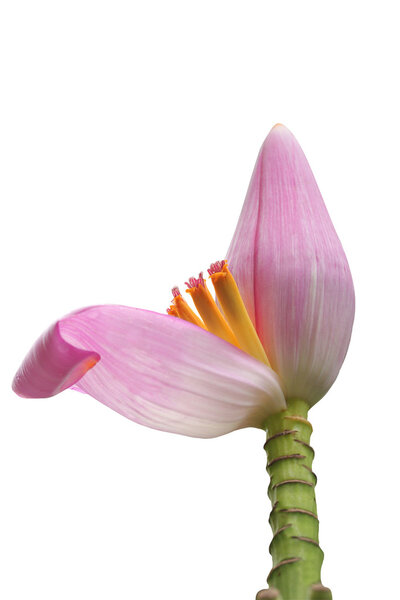 Beautiful banana flower inflorescence in pink color isolated on