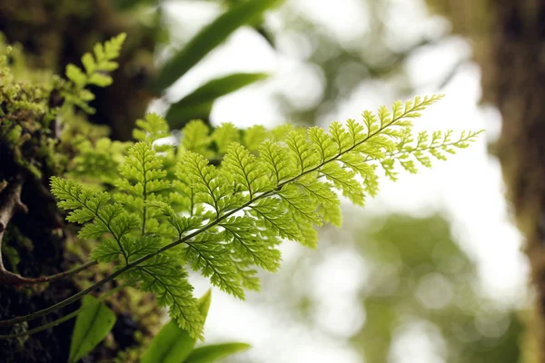Vackra grönskande tropisk ormbunke växt på ett träd med ljusa grön s — Stockfoto