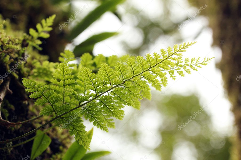 Beautiful lush tropical fern plant on a tree with bright green s