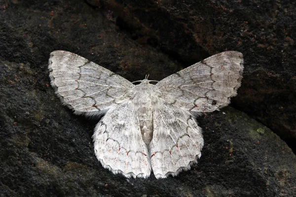 Vit färg exotiska moth i västra ghats i södra Indien re — Stockfoto