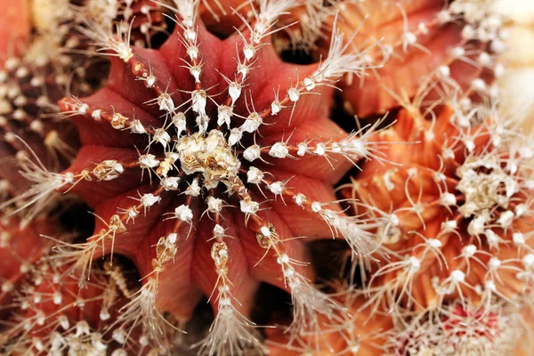 Close-up of red and orange colored melon cactus showing sharp sp