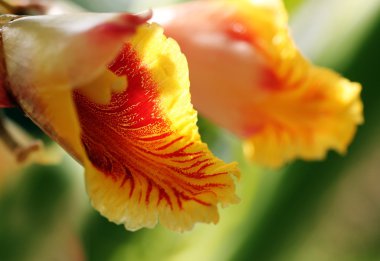 Bright and beautiful cardamom(cardamon) flowers in red, orange a clipart