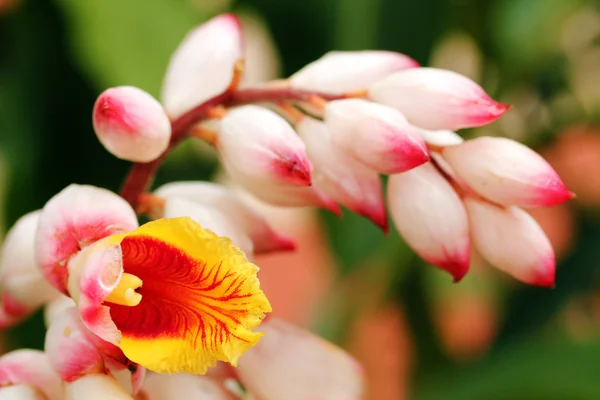 Cardamom(cardamon) parlak ve güzel çiçekleri kırmızı, turuncu bir — Stok fotoğraf
