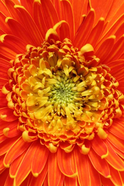 Closeup extrema (macro) foto da bela flor de gerbera em brigue — Fotografia de Stock