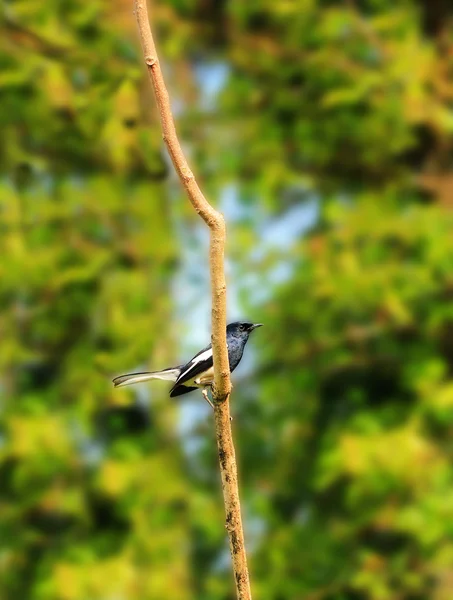 Bela Oriental Magpie-Robin pássaro em um galho no sul da Índia — Fotografia de Stock